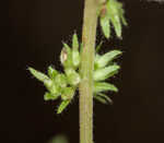 Pennsylvania pellitory